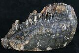 / Woolly Mammoth Molar - North Sea #9678-3